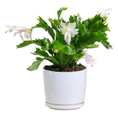 Zygocactus Plant